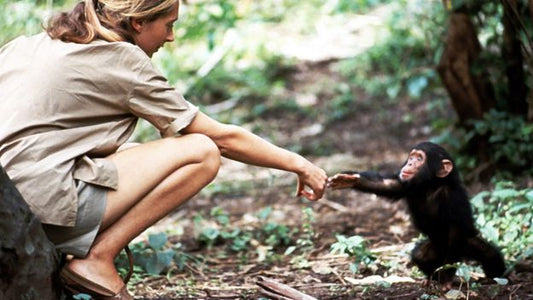 Jane Goodall (1934-2025): A Life of Discovery, Compassion, and Transformation - Marzeri Milano
